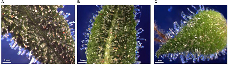 Examples of stereomicrographs used for determination of trichome density. Bract adaxial epidermis (A), bract abaxial epidermis (B), and calyx epidermis (C). Visible tissue area was selected and stalked trichomes were manually counted.