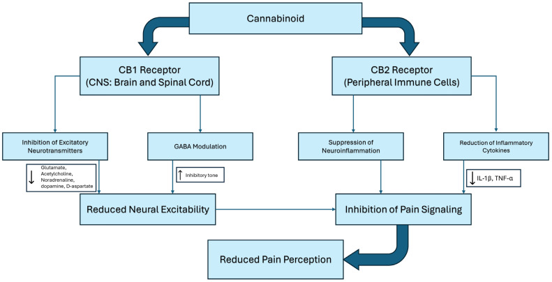 Proposed mechanism of cannabinoids in pain management.