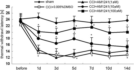 Intrathecal injection of AM1241 attenuated CCI-induced hyperalgesia. Pain sensitivity was determined by measuring TWL on the day before CCI and on days 1, 3, 5, 7, 10, and 14 after nerve injury. After nerve injury, the TWL in the vehicle-treated CCI group (0.005% DMSO) was significantly lower than that in the sham group (*P < 0.05). No significant difference was identified between the vehicle-treated CCI group and 1pM AM1241-treated CCI group. At 1, 3, 5, 7, 10, and 14 days after nerve injury, the TWL in the 10- and 100pM AM1241-treated CCI rats were significantly higher than that in the vehicle-treated CCI group (10pM: + P < 0.05; 100pM: + P < 0.05). All values represent mean ± standard deviation (n = 8). *P < 0.05 compared with the sham group; + P < 0.05 compared with the vehicle-treated CCI group