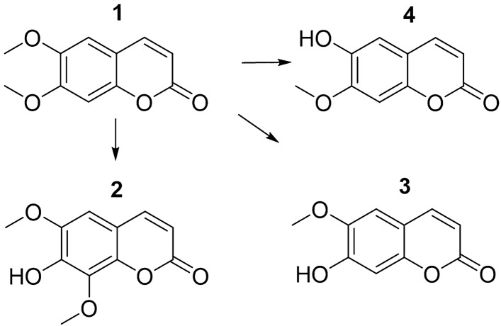 Chemical structures of scoparone (1) and its peripheral metabolites isofraxidin (2) scopoletin (3) and isoscopoletin (4).