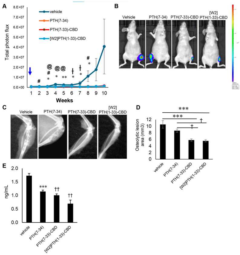 PTH (7-33)-CBD inhibits bone metastatic MDA-MB-231 tumor growth in mice tibia. MDA-MB -231-BM/Luc+ cells (2.5 × 105 cells) were injected into the tibia marrow of nude mice. Animals received Vehicle, PTH(7-34) control drug, PTH(7-33)-CBD, and [W2]PTH(1-33)-CBD were given subcutaneously one dose of 1000 µg/kg once (n = 8). The molar concentration of PTH(7-34)was 4 times higher than PTH(7-33)-CBD and [W2]PTH(1-33)-CBD. (A) Tumor growth was quantitated by tumor bioluminescence using IVIS small animal imaging system and shown from week 1 to week 10, * denotes p < 0.05, ** p < 0.01 PTH(7-33)-CBD statistically significant compared to the vehicle; † denotes p < 0.05 statistically significant compared to PTH(7-34) control; # denotes p < 0.05 [W2]PTH(1-33)-CBD statistically significant compared to vehicle @ denotes p < 0.05 PTH(7-34) control statistically significant compared to vehicle. (B) Representative in vivo bioluminescence images of mice treated with vehicle, PTH7-34 control drug, PTH(7–33)-CBD and [W2]PTH(1-33)-CBD bearing intratibial breast metastatic tumor growth on week 10 after drug administration. Bioluminescent signal intensity (BLSI) is depicted using a color scale (right), where blue indicates low and red indicates high radiance levels (photons/sec/cm2/sr). (C) Representative Radiographic images of the proximal tibia from mice treated with vehicle, PTH(7-34) control, PTH (7-33)-CBD, and [W2]PTH(1-33)-CBD that had breast cancer bone metastases. MDA-MB-231 BM luc+ (2 × 105 cells injected intra-tibially) 10 weeks after drug administration. (D) Quantitation of osteolytic lesion area using image J software in X-ray images of the proximal tibia from mice treated with vehicle, PTH(7-33) control, PTH(7–33)-CBD, and [W2]PTH(1-33)-CBD that had breast cancer bone metastases, 10 weeks post-drug administration. *** p < 0.001 compared to vehicle and † p < 0.05 compared to PTH(7-34) control. (E) Using ELISA, the bone resorption marker tartrate-resistant acid phosphatase (TRAP) levels were measured in mice serum 10 weeks after drug administration. *** p < 0.001 compared to vehicle and †† p < 0.01 compared to PTH(7-34) control.