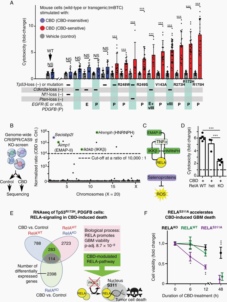 Pharmacogenomics reveal a tumor suppressor function of NF-κB (RELA) lacking phosphorylation on serine-311. (A) Transgenic mouse brain tumor cells (tmBTCs) harbored Tp53 point mutations or ablation of Tp53, Cdkn2a, Pten, or Nf1 (indicated by “-”), overexpression of platelet-derived growth factor-B (P), epidermal growth factor receptor (E), mutant EGFR (vIII), or both (E + vIII); cannabidiol (CBD)-induced cytotoxicity (fold-change) was determined and compared to wild-type (WT) controls. (B) Tp53R172H, PDGFB tmBTCs were investigated in a genome-wide pharmacogenomics screen; CBD cytotoxicity was prevented by distinct knockouts (skyscraper plot). (C) Pharmacogenomics indicated that NF-κB and selenoprotein pathways (Secisbp2l) control tmBTC death. (D) CBD-induced cytotoxicity of Tp53R172H, PDGFB cells was abrogated by conditional RelA knockout (KO, as compared to wild-type, WT, or heterozygous, het, controls). (E) RNAseq of Tp53R172H, PDGFB, RelaKO or Tp53R172H, PDGFB, RelaWT tmBTCs (with or without CBD application): GO (gene ontology) analysis showed that RELA promoted hGSC viability (Padj. = 8.7 × 10−9); 283 genes were coherently regulated by RELA or CBD application; CBD downregulated Prkcz (PKCζ), which phosphorylates RELA on Ser311; we hypothesized that CBD promotes nuclear accumulation of RELA-lacking phosphorylation on serine-311, which results in tumor cytotoxicity (cartoon in E). (F) RelAS311A (preventing phosphorylation on serine-311) accelerated CBD-induced glioma cell death as compared to RelAWT, or RELA-deficient (vector) controls. Dots in (A, D, and F) represent data from independent experiments; statistical significance in (A) was investigated by 1-way ANOVA with Bonferroni’s pairwise comparison test, in (D and F) by 1-way ANOVA plus Tukey post hoc testing (NS, non-significant; *P < .05, **P < .005, ***P < .001).