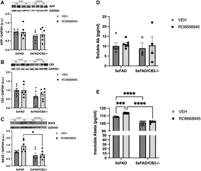 Cannabinoid CB2 receptors modulate amyloid dynamics in vivo. No changes were evident after treatment in APP (A), C83 (B) or BACE1 (C), as measured by western blot. Soluble amyloid levels (D) remained also unaltered, while those of insoluble amyloid (E) were significantly increased by the exposure to the CB2 agonist and decreased in 5xFAD/CB2 -/- mice. Two-way ANOVA followed by Tukey’s post-hoc test. *<p0.05; ****<p0.0001. N = 4-6 mice per group. Data represent mean ± SEM.