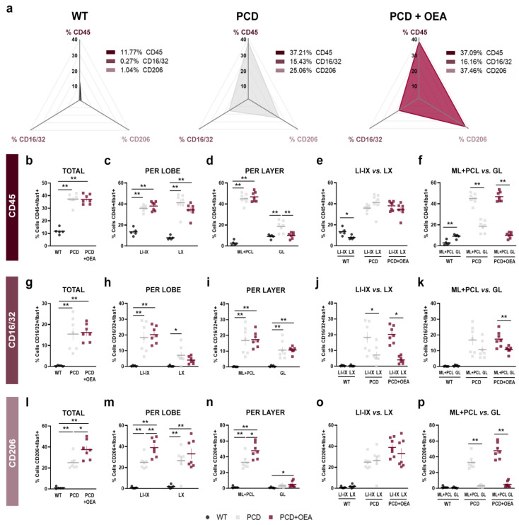 Quantitative analyses of microglial populations CD45, CD16/32, and CD206 markers in the cerebellum. (a) Prism representation of the percentage of CD45/Iba1, CD16/32/Iba1, and CD206/Iba1 double-positive cells in the cerebellum for each experimental group: WT, PCD, and OEA-treated PCD mice at P30. Note that WT mice show a lower percentage of all microglial populations compared to that of both PCD groups and that an increase of the anti-inflammatory CD206 marker can be observed in the OEA-treated PCD prism. (b–f) Quantification of the percentage of reactive CD45 microglia in total (b), per lobe (c,e), and per layer (d,f). (g–k) Quantification of the percentage of proinflammatory CD16/32 microglia in total (g), per lobe (h,j), and per layer (i,k). (l–p) Quantification of the percentage of anti-inflammatory CD206 microglia in total (l), per lobe (m,o), and per layer (n,p). Note that the most evident effect of OEA treatment is the increase in the percentage of the anti-inflammatory CD206 microglial marker for all the comparisons analyzed. n = 5–7 animals per experimental group. One-way ANOVA followed by Bonferroni’s post hoc test for (b–d,g–i,l–n); and Student’s t-test for (e,f,j,k,o,p). * p < 0.05; ** p < 0.01 (specific p-values for multiple comparisons in Table 3). Adapted from [47].