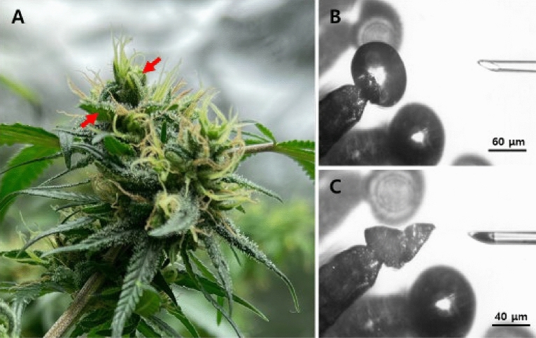 Female cannabis inflorescence and stalked glandular trichomes. (A) Cannabis inflorescence with a cluster of calyxes and bracts (arrows) containing numerous glandular trichomes. (B, C) Snapshots demonstrating the isolation of the secretory cavity contents by glass microcapillary. An intact glandular head and an approaching glass microcapillary are visible (B). Collapsed glandular head and collected secretory cavity contents in the tip of a glass microcapillary (C).