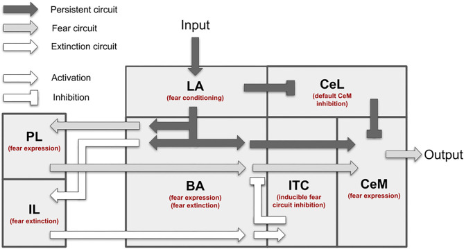 Overview of the brain areas reproduced by the model, and their main connections and functions played in conditioning and extinction. The scheme shows how the input (CS, US) is conveyed from LA to CeM through three main circuits: a persistent circuits (LA-BA-CeM and LA-CeL-CeM), a fear circuit (LA-BA-PL-BA-CeM), and an extinction circuit (BA-IL-BA-ITC-BA-CeM), within which the persistent/fear/extinction neurons are found.