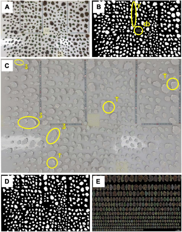 Preparation procedure for inflorescence image analysis. (A) An example of the total processed inflorescences distributed over a scaled surface which formed the raw image for morphological analysis,(B) Binary (black and white) image of the distributed inflorescences, (C) Raw and binary images juxtaposed onto one figure to highlight any requirements for manual editing, (D) Processed (cleaned) binary image with only inflorescence material included, (E) Composite image containing all inflorescences within the examined plant which are ordered by size. The following symbols indicate areas of concerns in the raw data: ϒ denotes a section with non-inflorescence material which needs to be removed;db indicates the location of plant index; ʓ shows areas of inflorescences contact which need to be separated and † indicates shaded areas to be removed which could be mistaken for inflorescence.
