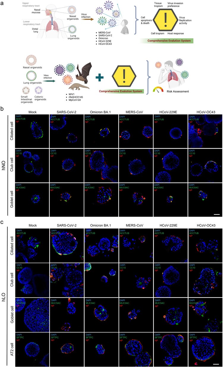 Cell tropism of HCoVs in human respiratory organoids. (a) Scheme of this study. (b) Cell tropism of five HCoVs in hNOs. (c) Cell tropism of five HCoVs in hLOs. hNOs and hLOs were infected with five HCoVs respectively (MOI = 1). Organoid samples were harvested at 48 hpi (n = 3). Immunofluorescence staining was performed. Cell nuclei (DAPI, blue), virus (NP, red), and epithelial cell markers (ciliated cells: ACCTUB, club cells: CC10, goblet cells: MUC5AC, alveolar type II cells: SFTPC, green) were stained. Scale bar = 50μm.