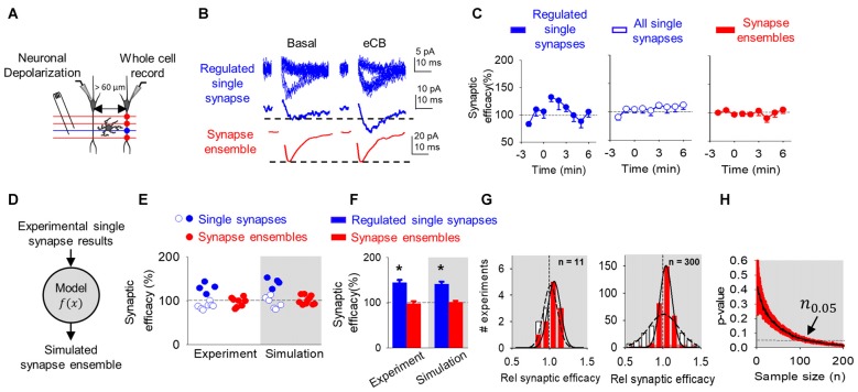 eCB-mediated synaptic potentiation can be observed at single synapses, but it is concealed at multiple synapses and synapse ensembles. (A) Scheme representing paired whole-cell recorded CA1 pyramidal neurons and SC minimal stimulation. (B) Representative EPSC traces showing successes and failures in neurotransmitter release during minimal stimulation (blue, top traces), their average trace (blue, middle traces) and average EPSC obtained by bulk SC stimulation (red, bottom traces) before (basal) and after ND that stimulate eCB release (eCB). (C) Relative synaptic efficacy (from basal) vs. time in potentiated single synapses, all single synapses and all synapse ensembles. Zero time indicates eCB release by ND. (D) Monte Carlo scheme of synapse ensemble eSP using single synapse data. (E) Relative synaptic efficacy (from basal) after ND-evoked eCB release. Individual experimental and simulated data of regulated (blue circles) and unregulated (white circles) single synapses and synapse ensembles (red circles). (F) Average experimental and simulated data of regulated single synapses (blue bars) and synapse ensembles (red bars). (G) Histogram distributions of simulated normalized synaptic efficacy of baseline (white) with modulated (red) data for n = 11 (left) and n = 300 (right). (H) Computational model-predicted p-value vs. sample size. Data are represented as mean ± SEM. *p < 0.05.