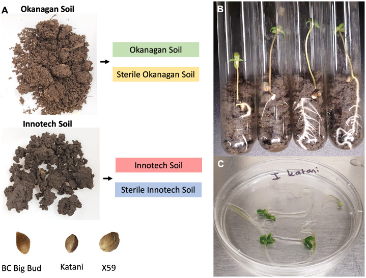 Experimental overview. (A) Three cannabis genotypes (BC Big Bud, Katani, X59) were each grown in four different combinations of soil type (origin: Okanagan or Innotech; treatment: sterilized or non-sterilized) in two independent trials. (B) Plants were grown for 7 days prior to (C) surface sterilization. DNA isolation, and amplicon metagenomic sequencing followed but are not shown.