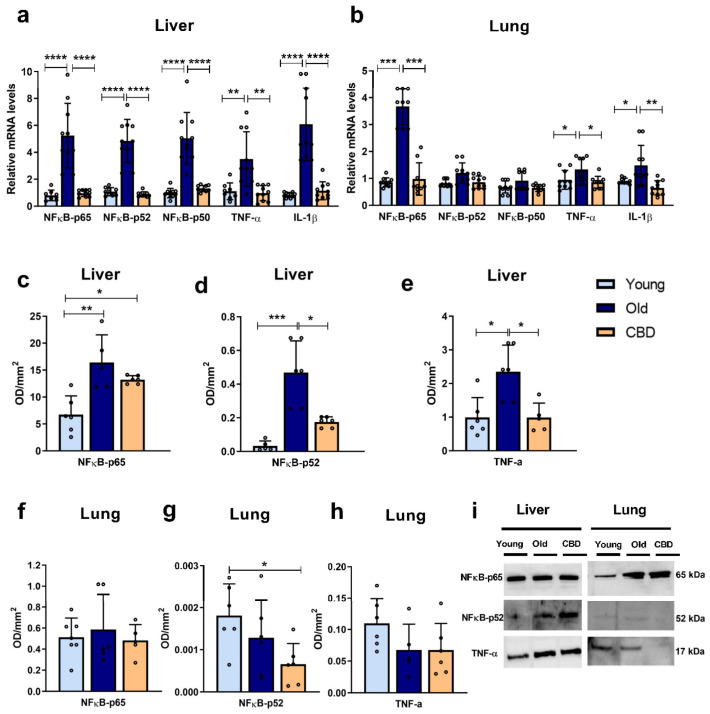 Expression of inflammation markers. (a) mRNA expression of NFκB in its different units (p65, p52 and p50), TNF-α and IL-1β in liver samples; (b) mRNA expression of NFκB in its different units (p65, p52 and p50), TNF-α and IL-1β in lung samples; (c) Protein expression of NFκB-p65 in liver samples; (d) Protein expression of NFκB-p52 in liver samples; (e) Protein expression of TNF-α in liver samples; (f) Protein expression of NFκB-p65 in lung samples; (g) Protein expression of NFκB-p52 in lung samples; (h) Protein expression of TNF-α in lung samples; (i) Representative images of the Western blotting results of the different proteins studied. Data represent the mean ± SD. Individual data points are also shown. Light blue bars represent the young group, dark blue bars represent the old group and the yellow bar represent the group of old animals treated with CBD. For the mRNA expression, n = 10 rats per experimental group; for protein expression, n = 6 rats per experimental group. * p < 0.05; ** p < 0.01; *** p < 0.001; **** p < 0.0001.