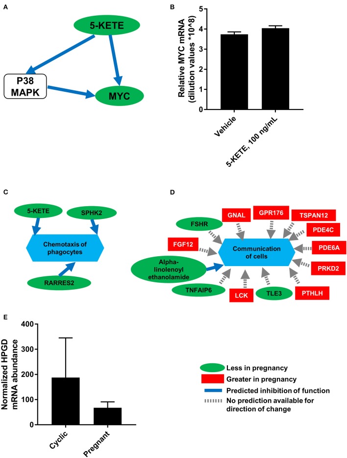 Integration of luteal transcriptomics and metabolomics during maternal recognition of pregnancy [N = 4/group for metabolomics and transcriptomics; (19)]. (A) The network from IPA indicating a relationship between 5-KETE and MYC, with a green oval indicating less abundance in the CL of pregnancy, a blue arrow indicating predicted inhibition, and a white rounded square indicating a molecule that was not measured. (B) Effect of 5-KETE on MYC mRNA abundance in cultured luteal cells (N = 3). (C,D) Predicted functions of differentially abundant lipids and mRNA from maternal recognition of pregnancy, with a green oval indicating less abundance in the CL of pregnancy, a red square indicating greater abundance in the CL of pregnancy, a blue arrow indicating predicted inhibition, and a gray dashed arrow indicating that no prediction is available for direction of change. (E) HPGD abundance on day 17 of the estrous cycle and pregnancy, as measured by transcriptomics; P = 0.11.