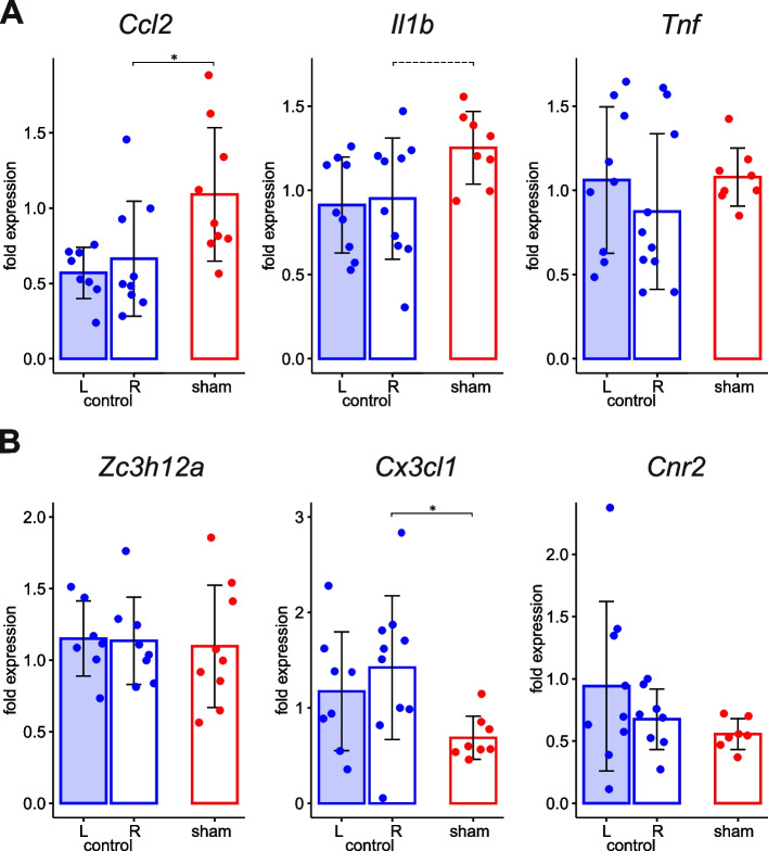Effect of cannula implantation on leptomeningeal expression of genes associated with inflammation (sham vs intact control). mRNA levels of pro-inflammatory cytokines Ccl2, Il1b, Tnf (A) and anti-inflammatory factors Zc3h12a, Cx3cl1, Cnr2 (B) in the meninges of the sham-treated hemisphere implanted with cannulas with respective levels in the right (R) and left (L) meninges of intact control rats at 3-h time point are compared. Statistical outcome of the between-group comparison is marked on each fragment by *—p < 0.05.Tendency (0.05 < p < 0.1) is shown by dashed line