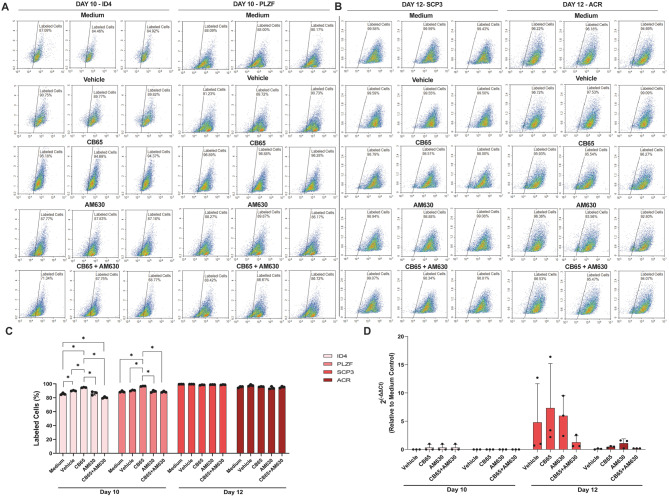 CB65 induces differentiation of hSSCs. CB65 at submaximal dose A, C. increases the ratio of ID4+, PLZF + hSSCs on day 10 and B, C. does not influence the ratio of SCP3+, ACR + hSSCs on day 12 compared to controls by FCM. D. On day 10, all groups present a similar ID4 and PLZF expression pattern compared to controls. On day 12, CB65 applied group presents a higher SCP3 and a similar ACR expression compared to controls. * p < 0.05