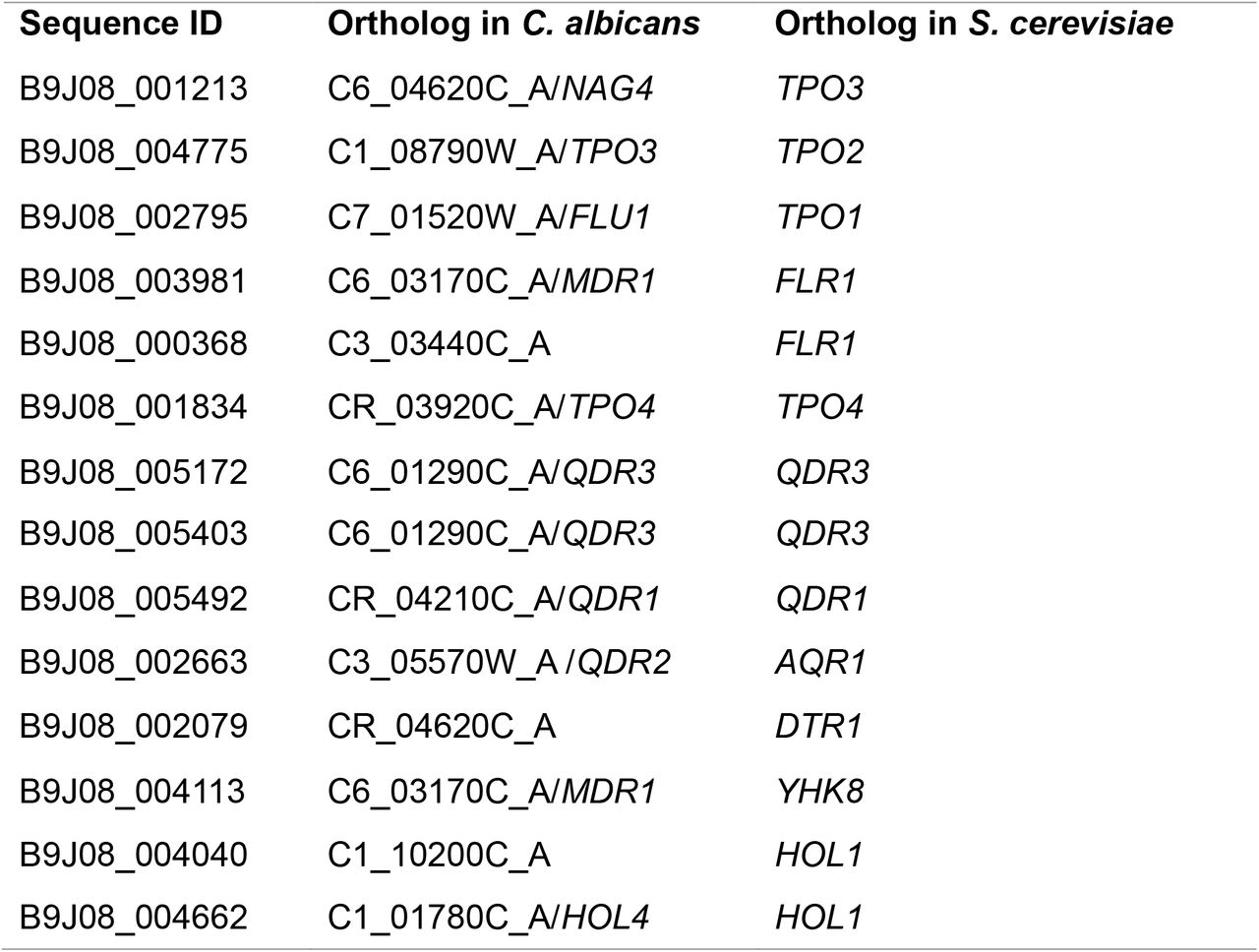 DHA1 transporter encoding genes identified in the genome of Candida auris and their orthologs in Saccharomyces cerevisiae and Candida albicans.