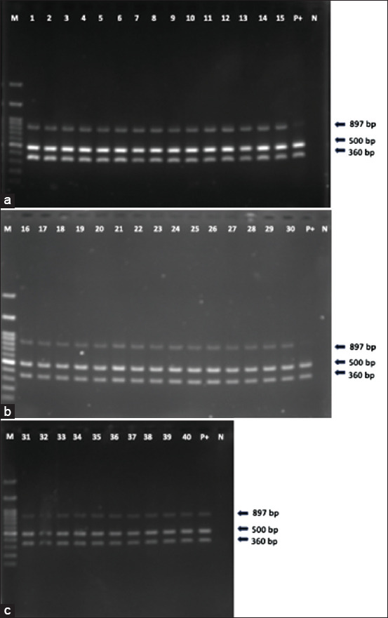 Agarose gel electrophoresis of hepatopancreas specimens from dead shrimp infected with Vibrio parahaemolyticus acute hepatopancreatic necrosis disease (AHPND) strain. Panels A (a), B (b), and C (c) show three specific bands at 897, 500, and 360 bp. Lane M: 100-bp DNA ladder; Lane P+: Positive control (V. parahaemolyticus AHPND strain DNA from pure culture); Lane N: Negative control (distilled water); Lanes 1–13: Samples from β-glucan-free diet + dsRNA group; Lanes 14–22: Samples from β-glucan-free diet + dsGFP group; Lanes 23–34: Samples from the β-glucan + Lyz-sdRNA group; Lanes 35-40: Samples from the β-glucan + Lyz-sdGFP group. Lyz=Lysozyme, dsRNA=double-stranded RNA, GFP=Green fluorescent protein.