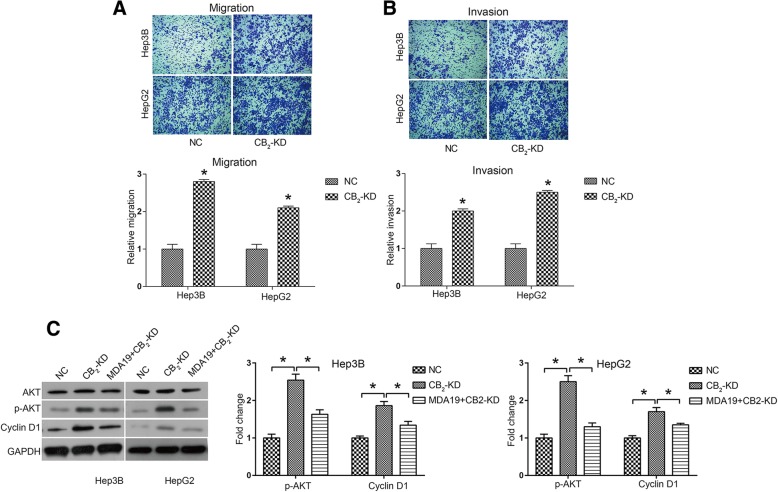 CB2 knockdown promoted HCC cell mobility and activated AKT signaling pathway NC: HCC cells were transfected with siNC (50nM); CB2-KD: HCC cells were transfected with CB2 siRNA (50nM); MDA19 + CB2-KD: HCC cells were transfected with CB2 siRNA (50nM) and treated with MDA19 (30μM for Hep3B and 40μM for HepG2) for 48 h. a Cell migration and (b) cell invasion were detected by transwell assay. c AKT signaling pathway components, including AKT, p-AKT, CDK4, CDK6 and Cyclin D1, were detected by western blot and analyzed by Image J software. All experiments were performed at 3 times. *P < 0.05
