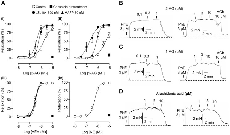 The monoacylglycerol lipase inhibitors MAFP and JZL184 potentiate 2-arachidonoylglycerol and 1-arachidonoylglycerol sensory nerve-mediated vasodilation.(A) Concentration-response curves for (i) 2-arachidonoylglycerol (2-AG), (ii) 1-arachidonoylglycerol (1-AG), and (iii) anandamide (AEA) in the presence of MAFP (n = 6–11), JZL184 (n = 6–8) or vehicle (n = 13–18). The area under the curve was larger in the presence than in the absence of MAFP (P<0.05, 2-AG; P<0.001, 1-AG) or JZL184 (P<0.05, 2-AG; P<0.001, 1-AG). (iv) Concentration-response curves for noladin ether (NE), the stable analog of 2-AG (n = 6–8). The vasodilation evoked by 2-AG, 1-AG, AEA and NE but not arachidonic acid were abolished by capsaicin pretreament (A–D). Traces show vasodilator responses to (B) 2-AG, (C) 1-AG and (D) arachidonic acid after pretreatment with vehicle (left) or capsaicin (right) to cause desensitization and/or neurotransmitter depletion of sensory nerve endings in rat mesenteric arteries. Subsequent application of acetylcholine (ACh) was used to confirm that arteries were able to respond with vasorelaxation (mediated by endothelium-derived hyperpolarising factor; [83]). The capsaicin pretreatment consisted of a 30 min exposure to 10 µM capsaicin followed by washout of capsaicin. The arterial segments were submaximally contracted with phenylephrine (PhE) before addition of the test drugs. The dashed line shows the basal tension level before addition of PhE. MAFP (30 nM) was present in experiments with 2-AG (B) and 1-AG (C). Control experiments were performed in the presence of vehicle (0.1% ethanol). Data are expressed as mean ± s.e.m.