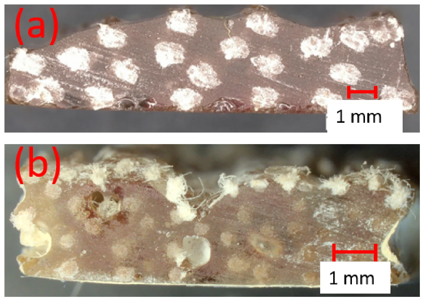 Cross-sectional image of the 3D printed composites: (a) hemp fiber composites, (b) flax fiber composites.