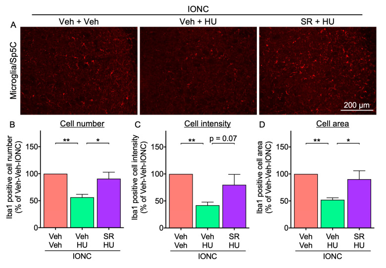 Effect of pretreatment with SR 144528 on HU-308-inhibited microglial activation in IONC mice. (A) Fluorescent photomicrographs of Iba-1 in Sp5C from IONC mice were assessed 3 h following repeated intranasal administration of HU-308 (HU, 30 nmole, 10 µL). SR 144528 (SR, 100 nmole, 10 µL) was administered 15 min before HU-308. Scale bar = 200 µm. The number of Iba1-positive cells (B), the Iba1 intensity (C), and the cell area (D) were calculated from N = 5 mice. Individual data and mean ± SEM are shown. * p < 0.05, ** p < 0.01 (one-way ANOVA followed by Dunnett’s multiple comparisons test).
