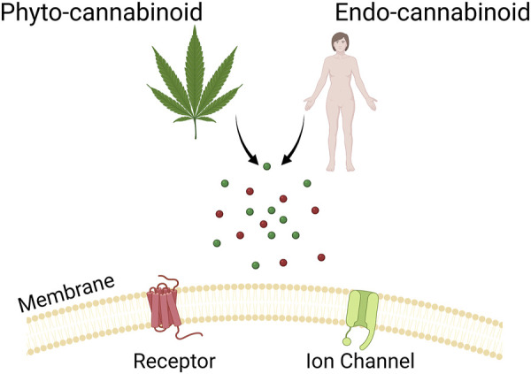Shows a cartoon representation of the theme of this Research Topic.