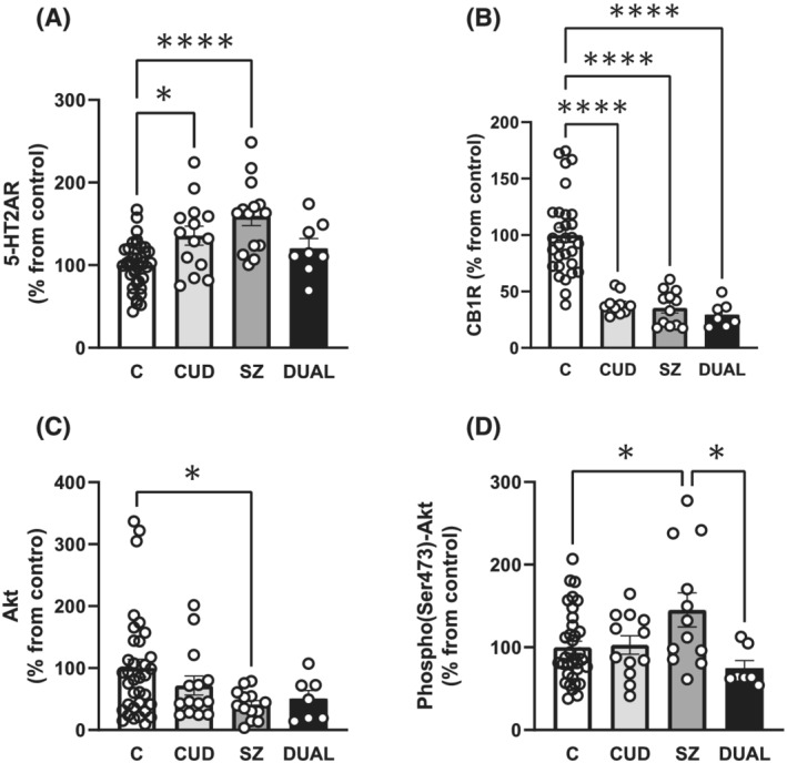 5‐HT2A, CB1 receptors and Akt total and phosphorylated form protein expression in platelets of cannabis use disorder subjects, schizophrenia subjects with and without cannabis use disorder and matched controls. (A) 5‐HT2AR immunodensity values in platelet homogenates of patients with cannabis use disorder (CUD; n = 14), schizophrenia patients (SZ n = 14), patients with both diagnoses (DUAL n = 8) and controls (C; n = 37). (B) CB1R immunoreactivity in platelet homogenates of patients with CUD (n = 10), SZ (n = 12), DUAL (n = 7) and controls (C; n = 30). (C) Akt immunoreactivity in platelet homogenates of patients with CUD (n = 14), SZ (n = 13), DUAL (n = 7) and controls (n = 35). (D) Phospho (Ser473)Akt immunoreactivity in platelets homogenates of patients with CUD (n = 12), SZ (n = 12), DUAL (n = 7) and controls (n = 35). Tukeys's post hoc comparisons: *p < 0.05, **** p < 0.0001. Bars represent mean ± SEM of normalized individual values depicted in points.