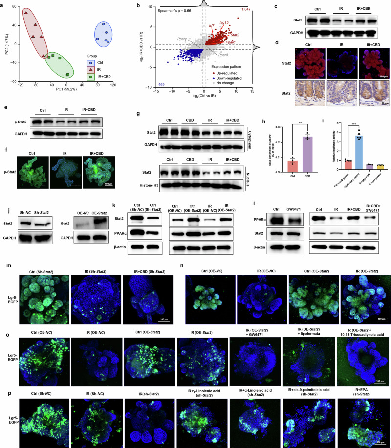 Stat2 serves as an upstream regulator to facilitate PPARα-mediated ISCs regeneration upon CBD treatment.a PCA based on the transcriptomes of the Ctrl, IR and IR + CBD groups. b A scatter plot showing the log2FC of genes in the Ctrl versus IR and IR + CBD versus IR comparisons. c, d The protein levels of Stat2 were detected with a western blot assay (c) and visualized by IF staining in intestinal organoids or IHC in small intestine (d). e, f The protein level of p-Stat2 was detected with a western blot assay (e) and visualized by IF staining in intestinal organoids (f). g The nuclear translocation of Stat2 was determined with a western blot assay. h, i The CBD-stimulated transcriptional activation of Pparα by Stat2 with ChIP (h) and dual-luciferase assays (i) was determined. j, k The knock down of Stat2 (j) in intestinal organoids caused the downregulation of PPARα (k), while Stat2 overexpression (j) upregulated PPARα protein expression with or without IR damage (k). l GW6471 did not influence Stat2 protein expression. m, n The knock down of Stat2 abolished the protective effect of CBD on ISCs (m), while Stat2 overexpression triggered Lgr5+ ISCs proliferation (n) upon IR exposure. o GW6471, lipofermata or 10,12-tricosadiynoic acid markedly counteracted the effect of Stat2 overexpression in rescued ISCs proliferation disrupted by IR. p The ablation of Stat2 did not influence the radioprotective effects of exogenous FAs on ISCs. The results are expressed as the mean ± s.d. **P < 0.01 and ***P < 0.001.