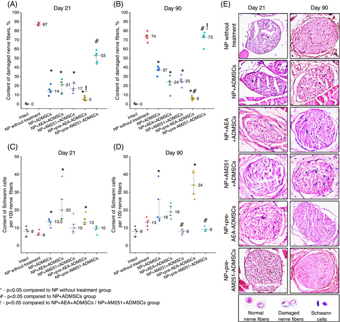 Impact of pharmacological modulation of CB1 receptors on the counts of damaged nerve fibers (A, B) and Schwann cells (SCs) (C, D) of the distal segment of the sciatic nerve in rats with neuropathic pain (NP) (E) Histostructure of the distal segment of the sciatic nerve of experimental rats with NP, stained with hematoxylin and eosin, ×400 magnification. Data were analyzed using Kruskal–Wallis ANOVA with post hoc comparisons (Dunn's test). [Color figure can be viewed at wileyonlinelibrary.com]