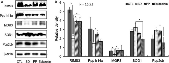 Validation of five differentially expressed proteins in CTL and treatment groups. A, RIMS3, Ppp1r14a, MGR3, SOD1, Ppp2cb and β‐actin bands, respectively, expressed from rat groups of CTL, SD, PP and estazolam. B, The relative density of the validated proteins was normalized with β‐actin as the internal reference. One‐way ANOVA, n = 3, *P < .05