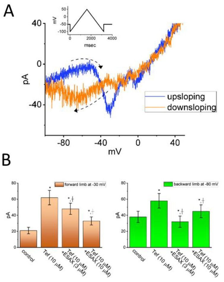 Effect of ESAX on voltage-dependent hysteresis of persistent INa (INa(P)) in GH3 cells. (A) Figure-of-eight pattern in voltage-dependent hysteresis of INa(P) activated by isosceles-triangular ramp voltage with a total ramp duration of 3.2 s (or a ramp speed of ±0.094 mV/ms) in the presence of 10 μM tefluthrin (Tef), an activator of INa. The ascending limb is shown in blue, while the descending one is shown in orange. An inset at the top illustrates the applied double ramp voltage. The dashed arrow indicates the direction of the current trajectory as time progresses. (B) Summary bar graph showing the effect of Tef (10 μM) and Tef (10 μM) plus ESAX (10 μM) on INa(P) amplitude activated by the upsloping and downsloping limb of triangular ramp pulse (mean ± SEM; n = 7 for each bar). The current amplitude on the left side was taken at the level of −40 mV, corresponding to the forward (upsloping) limb of triangular pulse, which was used to evoke INa(P) (i.e., high-threshold INa(P)). On the right side, the current amplitude was measured at −80 mV, during the backward (downsloping) phase of the pulse, corresponding to low-threshold INa(P). * Significantly different from control (p < 0.05) and + significantly different from Tef (10 μM) alone group (p < 0.05). This figure is adapted from Chang and Wu [5] and published under the terms and conditions of the Creative Commons Attribution (CC BY) license.