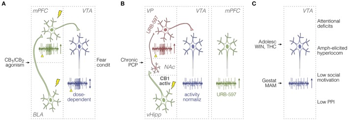 Summary of in vivo unit activity studies in rodents. (A) Afferent stimulation experiments on BLA-responsive mPFC cells (Laviolette and Grace, 2006), and the top-down control of dopamine signaling (Draycott et al., 2014; Melis et al., 2004a). Electrical pulses (lightning icons) and their timestamps (yellow arrowheads) are illustrated along with recording sweeps, and overall effects of cannabinoid manipulations on unit activity responses (vertical arrows). Green and blue neurons are glutamatergic and dopaminergic, respectively. (B) Studies on: (1) CB1 receptor activation in vHipp (Loureiro et al., 2015, 2016); (2) downstream consequences of vHipp hyperactivity (i.e., abnormal NAc-VP-VTA disinhibition) induced by the chronic PCP model of schizophrenia, and ameliorating effects of anandamide upregulation through FAAH inhibition (URB-597) (Aguilar et al., 2014); and (3) URB-597 effects on mPFC firing in PCP-treated rats (Aguilar et al., 2016). Red neurons are GABAergic. (C) Studies on behavioral phenotypes and VTA spontaneous activity, either after pubertal cannabinoid exposure, or in the gestational MAM model (Gomes et al., 2015; Renard et al., 2016). Activ, activation; Adolesc, adolescent; amph, amphetamine; condit, conditioning; BLA, basolateral amygdala; gestat, gestational; hyperlocom, hyperlocomotion; MAM, methylazoxymethanol acetate; mPFC, medial prefrontal cortex; NAc, nucleus accumbens; normaliz, normalization; PCP, phencyclidine; PPI, prepulse inhibition of the acoustic startle; THC, delta-9-tetrahydrocannabinol; vHipp, ventral hippocampus; VP, ventral pallidum; VTA, ventral tegmental area; WIN, WIN 55,212-2.