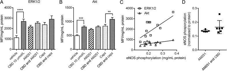 Signal transduction by CBD in human endothelial cells. Levels of phosphorylated ERK/MAP kinase 1/2 (A) and Akt (B) measured in human aortic endothelial cell lysates after 10 min treatment with CBD in the presence of the CB1 antagonist AM251 (100 nM) or the TRPV1 antagonist capzasepine (1 μM). (C) Correlation of levels of phosphorylated ERK1/2 and Akt with levels of phosphorylated eNOS in human aortic endothelial cell lysates after 10 min treatment with CBD. MFI, median fluorescent intensity. (D) The effects of the CB1 receptor antagonist AM251 on CBD-stimulated eNOS phosphorylation. Data are presented as mean ± SEM (n = 6) and were analysed by ANOVA with Sidak's multiple comparison test of selected pairs. **P < 0.01, ***P < 0.001.