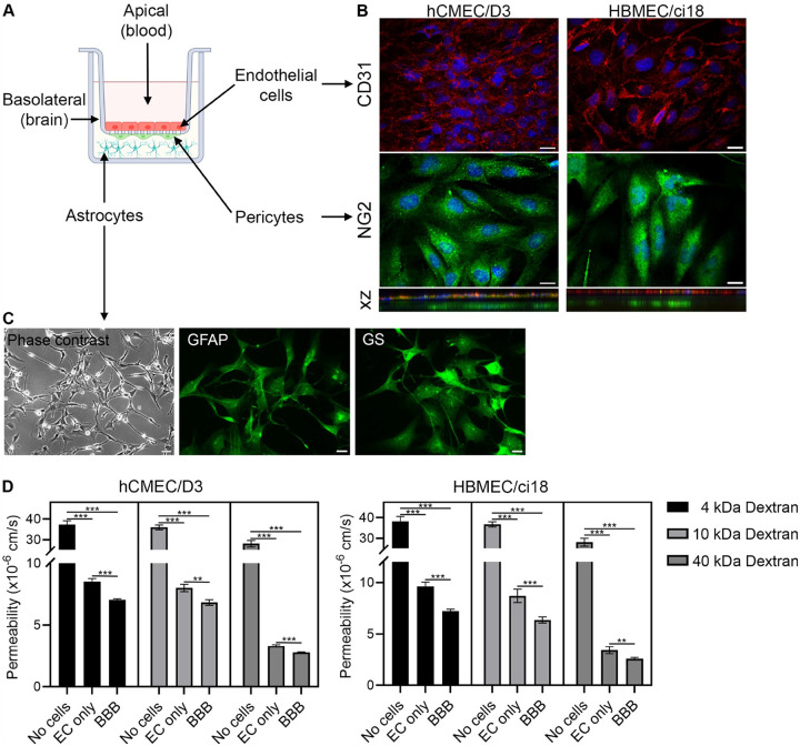 Construction of a multicellular human BBB system.A) Scheme of the human BBB model containing endothelial cells (hCMEC/D3 or HBMEC/ci18), and supporting cells, astrocytes (HASTR/ci35) and pericytes (HBPC/ci37), and indication of the blood and brain compartments. B) Immunofluorescence indicating CD31 endothelial cell monolayers and NG2+ pericytes. Scale bar, 20 μm. Bottom panels are z projections showing the 3D coexistence and interaction between cellular types in the model. C) Detection of astrocytes in the basolateral compartment, visualized by phase contrast and confirmed by immunostaining for glial fibrillary acidic protein (GFAP) and glutamine synthase (GS). Scale bar, 20 μm. D) Permeability to dextran particles (4, 10 and 40kDa) in membranes with no cells (control), with endothelial cells alone (EC only, hCMEC/D3 or HBMEC/ci18), and with the complete multicellular BBB system. Statistical significance is indicated by lines. **p<0.01, ***p<0.0001.