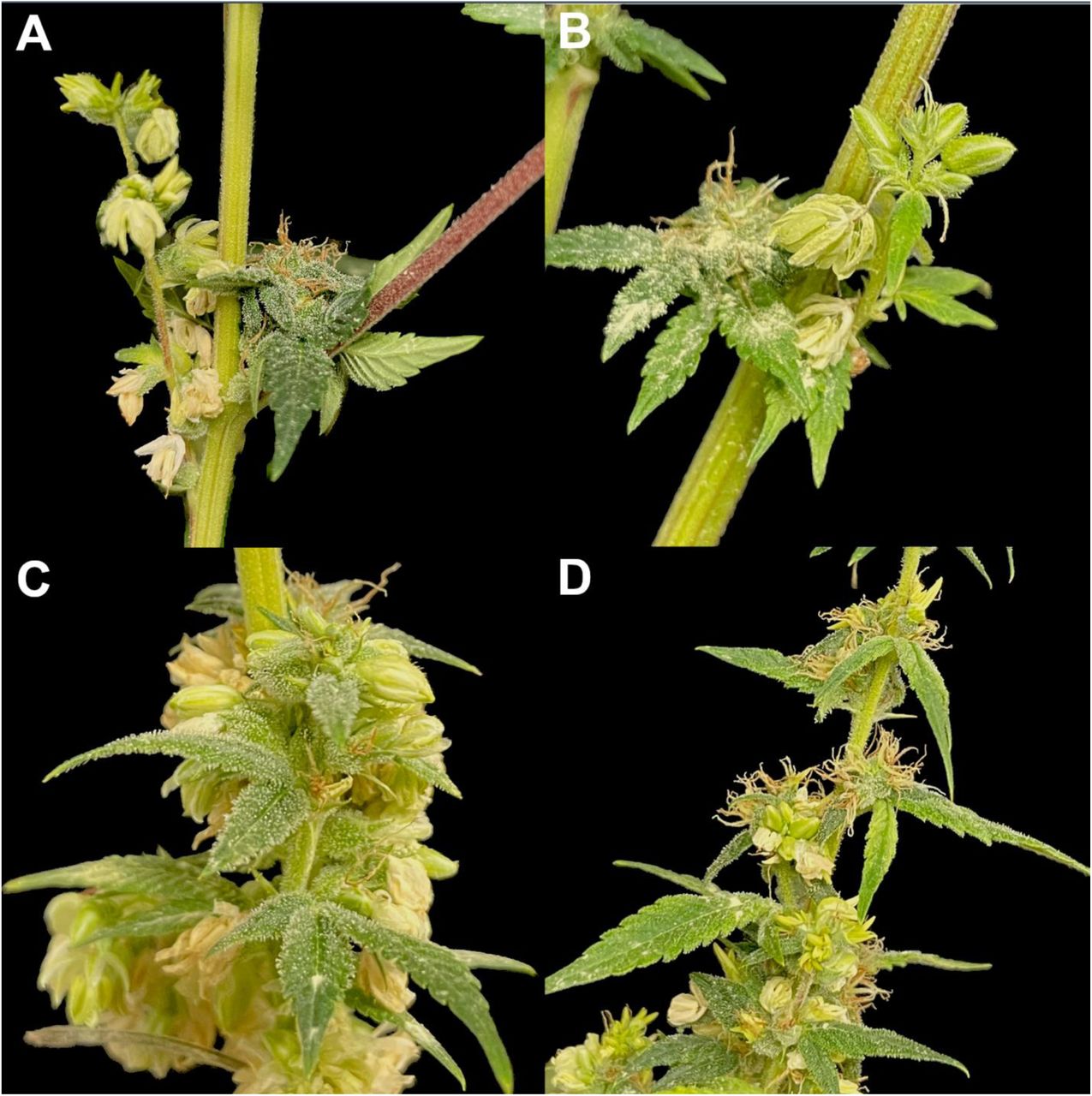 Representative photos of four heterogametic (XXY) triploid Cannabis sativa L. plants producing male and female inflorescences on the same branches 8 weeks after flower initiation. (A-B) Clusters of male inflorescences adjacent to female inflorescence and (C-D) inflorescences that have both male and female flowers adjacent to each other.