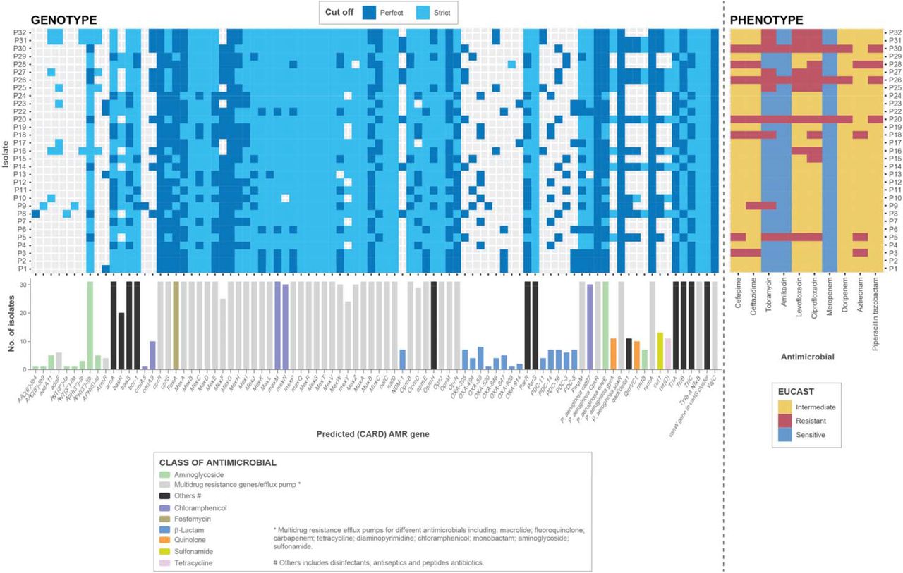 AMR genes predicted to be encoded within the genomes of the 31 isolates compared with their AMR phenotypic profiles (determined according to EUCAST guidelines).Resistomes were characterized using the RGI tool of CARD for perfect and strict hits. Strict CARD match, not identical but the bit score of the matched sequence is greater than the curated BLASTP bit score cut-off; perfect CARD match, 100_J % identical to the reference sequence along its entire length. The bar graphs under the genotypic data show the number of genomes encoding each predicted AMR gene. For the EUCAST data, intermediate refers to isolates considered “susceptible with increased exposure”.