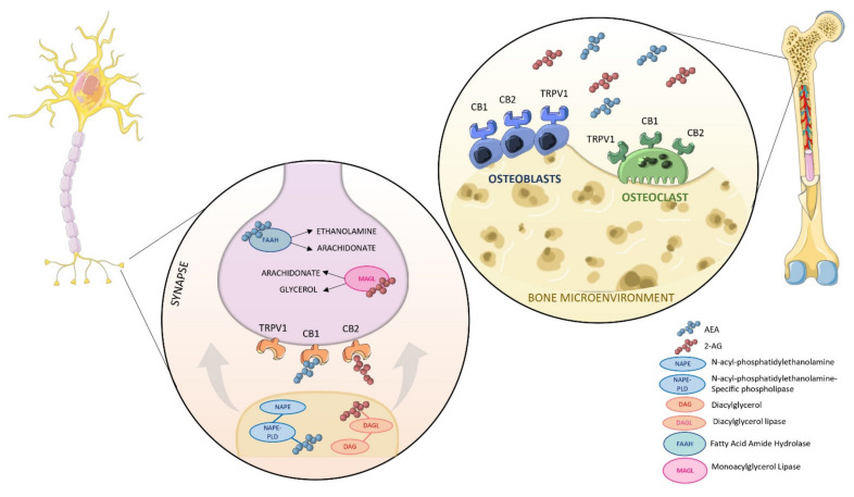 A schematic overview of the skeletal ECS. Right panel shows endocannabinoids anandamide (AEA) and 2-arachidonylglycerol (2-AG), which are found in the bone microenvironment. Endocannabinoid receptors CB1, CB2, and TRPV1 are located on osteoblast and osteoclast cell membranes. Left panel shows the sympathetic innervation of bone. Axons from dorsal root ganglion neurons travel to periosteum and cortical bone. Postganglionic synaptic structures synthesize endocannabinoids on demand and release these lipophilic compounds into the synaptic cleft, where they travel in a retrograde direction to bind to membrane receptors found on osteoblasts and osteoclasts. Osteoblasts and osteoclasts contain enzymes for endocannabinoid synthesis (NAPE, NAPE-PLD, and DAGL) and degradation (FAAH and MAGL). AEA is degraded by FAAH into arachidonate and ethanolamine, whereas 2-AG is metabolized by MAGL into arachidonate and diacylglycerol (DAG).