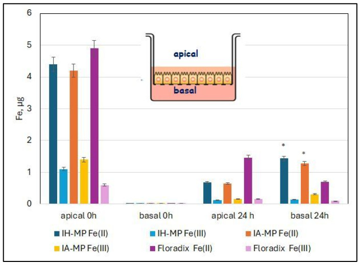 Transport of iron across the Caco-2 monolayer after 24 h. Fe(III) levels remained low for all preparations in both apical and basolateral compartments. The amount of Fe(II) in the basolateral compartment of IH-MP and IA-MP samples was significantly higher (*) than that of Floradix®. Mean values ± SD (N = 5, p < 0.05 Wilcoxon test).