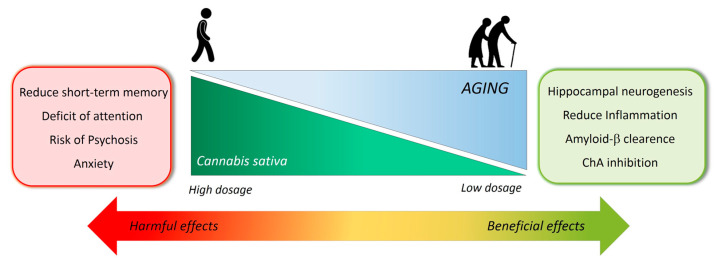 Schematic representation of the biphasic effects of THC.