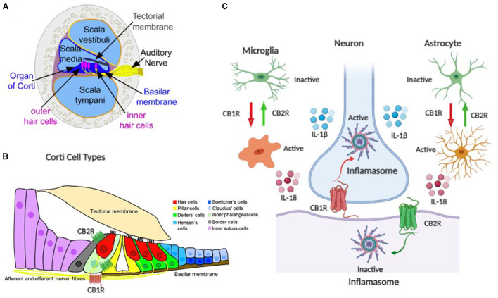 Schematic representation of the endocannabinoid system (ECS) components as neuroimmune targets in auditory system tinnitus. (A, B) are components of the auditory ECS–neuroimmune axis including the organ of corti, hair cells, auditory nerve, and corti cell types. (C) ECS neuroimmune targets with CB1R and CB2R differential effects in neuronal and glial cells.