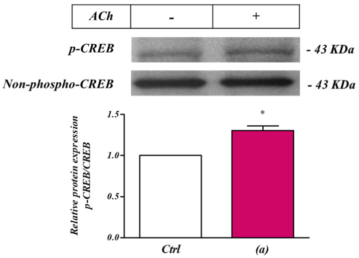 ACh ‘priming’ enhanced CREB activation in SH−SY5Y human neuroblastoma cells. Western blot analysis of the ACh priming effect on CREB expression level in SH−SY5Y neuroblastoma cells. 5 min pre-stimulation with ACh (ACh, 1 µM) induced a significant enhancement of CREB phosphorylation (a). * p < 0.05 vs. Ctrl. One−way analysis of variance, followed by Multiple Comparison test with Bonferroni’s correction. (n = 6).
