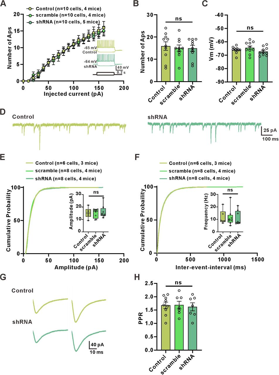 Stratum radiatum interneurons show linear rectifying AMPARs and a large NMDAR-mediated component.(A) Current-voltage (I-V) relation of AMPAR-mediated EPSCs in stratum radiatum interneurons. Inset: averaged EPSC traces at -90, -60, -30, 0 and 60 mV, showing the times at which the two components were measured.(B) The AMPA rectification index (EPSC amplitude at 60 mV / EPSC amplitude at - 60 mV) in eight interneurons from the stratum radiatum indicates linear rectifying AMPARs (AMPA retification index: 0.8959±0.09362).(C) I-V relation for the NMDAR-mediated EPSCs in stratum radiatum interneurons.(D) NMDA/AMPA ratio (NMDAR-mediated EPSC amplitude at 60 mV / AMPAR-mediated EPSC amplitude at -60 mV) in eight cells from the stratum radiatum (NMDA/AMPA ratio: 0.8664±0.2075).