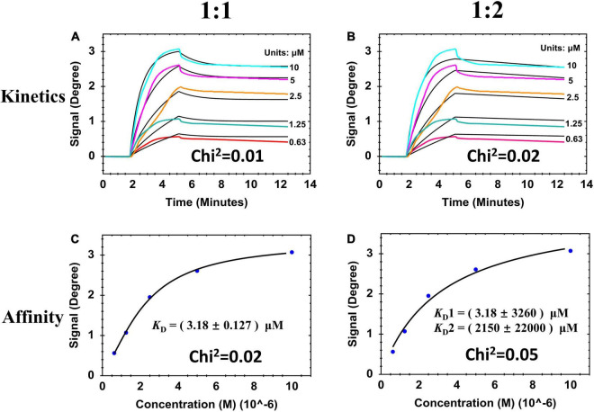 SPR sensorgrams and resulting affinity fit curves for ClyF binding to cultured-on-chip S. aureus biofilm analyzed by two binding models responding to 1:1 and 1:2. (A,B) Sensorgrams of the binding curves (colored lines) and the fitted data (black lines). (C,D) Corresponding plots (blue dots) and fitted data (black lines) of steady-state binding from the end of the association phases against two-fold serially diluted concentrations.