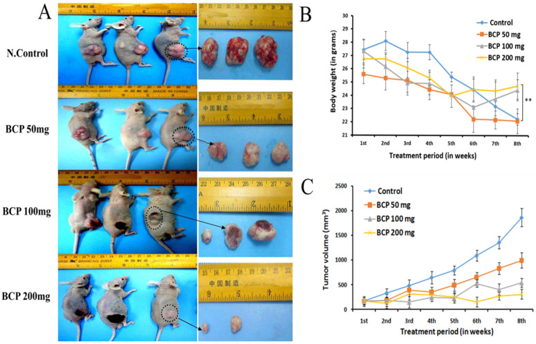 BCP inhibited tumor growth in an ectopic tumor model. Photographic images represent a subcutaneous xenograft mice model with regard to tumor growth and tumor sizes. Mice were injected subcutaneously with HCT 116 cells 8 days before treatment. Different doses of BCP were supplemented for 8 weeks and the tumor size was measured (A). The dose-response relationship of BCP on the body weight of vehicle-treated (control) and BCP-treated animals (B). ** p < 0.01 compared to control group. The dose-response relationship of BCP on tumor size of vehicle-treated (control) and BCP-treated animals. Each point represented the mean ± SD of 6 tumors (C).