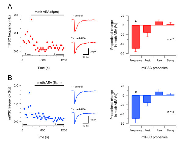 Effect of methanandamide on GlyR-mediated synaptic transmission in SDH and DDH neurons. A plot showing GlyR-mediated mIPSC frequency (holding potential - 70 mV) in an SDH neuron during bath application of methAEA (5 μm, upper bar). mIPSC frequency declines in the presence of methAEA. Middle traces are averaged mIPSCs (n = 15) under control conditions, and after 10 minutes in methAEA. Black bars above x-axis indicate when averaged mIPSCs were obtained. Plot on right presents group data summarising proportional changes in GlyR-mediated mIPSC properties in methAEA. mIPSC frequency was reduced in methAEA. mIPSC peak amplitude, rise time, and decay time-constant were unaltered. B Effect of methAEA on GlyR-mediated mIPSCs in DDH neurons (data presented in same format as A). methAEA also reduced GlyR-mediated mIPSC frequency in DDH neurons without altering mIPSC peak amplitude, rise time, or decay time-constant. Note, each data point in left panels in A and B represent averaged instantaneous mIPSC frequency, binned in 15 s intervals.