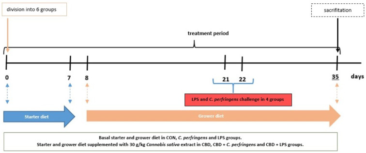 Study design. Blue arrow represents feeding period of chickens on starter diet (0–7 days); orange arrow represents feeding period of chickens on grower diet (8–35 days).