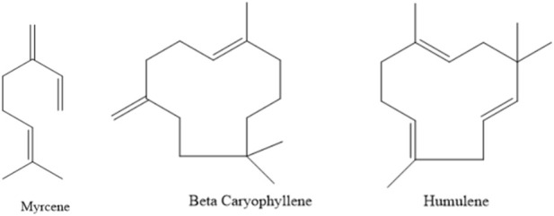 Chemical structure diagrams for three terpenes are shown side by side. From left to right: myrcene, beta caryophyllene, and humulene, each illustrated with characteristic carbon ring structures and double bonds.