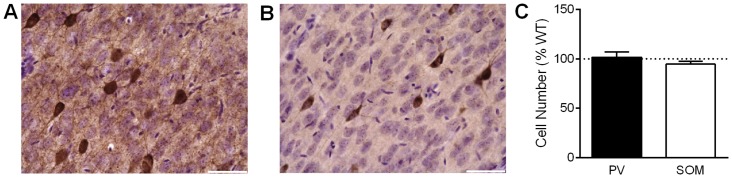 Number of PV and SOM interneurons is unaffected by the Nlgn3R451C mutation.A) Representative image of DAB stained parvalbumin-positive cells with a Nissl counterstain in the somatosensory cortex. Scale bar = 50 μm. B) Representative image of DAB stained somatostatin-positive cells with a Nissl counterstain in the somatosensory cortex. Scale bar = 50 μm. C) The number of parvalbumin or somatostatin positive cells in the Nlgn3R451C mutant somatosensory cortex counted using stereology and shown as percent of WT. WT = 10 mice, Nlgn3R451C = 10 mice.