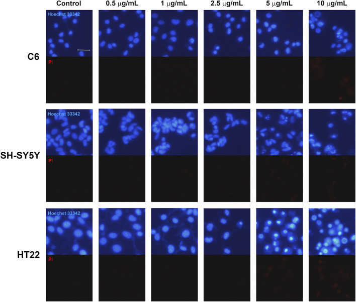Fluorescence microscopy panel depicts blue Hoechst 33342 and red propidium iodide (PI) staining of cell nuclei in three cell lines (C6, SH-SY5Y, HT22) across control and increasing concentrations of a substance. Each row displays two images per condition: blue for Hoechst-stained nuclei and black or faint red for PI staining, showing minimal red signal except slight increase at the highest concentrations.