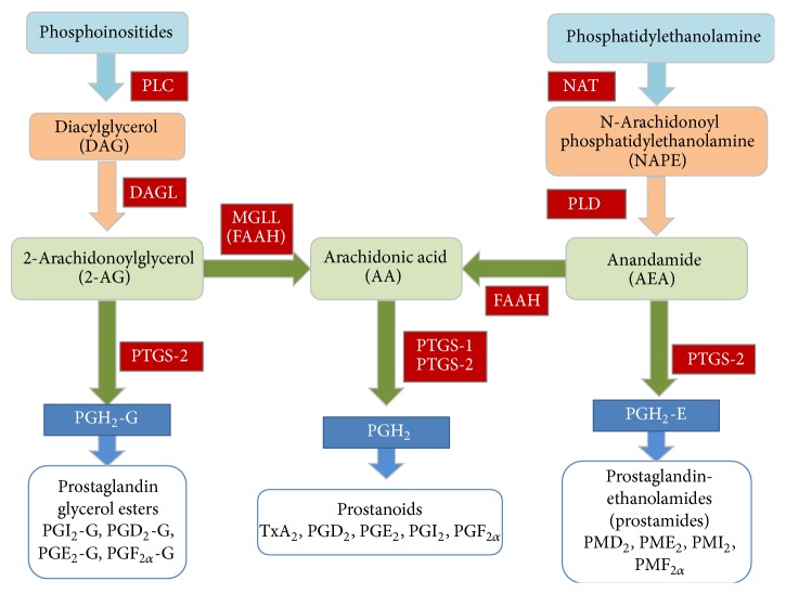 Endocannabinoid system giving rise to endocannabinoids (2AG and AEA) and arachidonic acid and subsequently synthesis of prostaglandin glycerol esters, prostanoids, and prostamides.