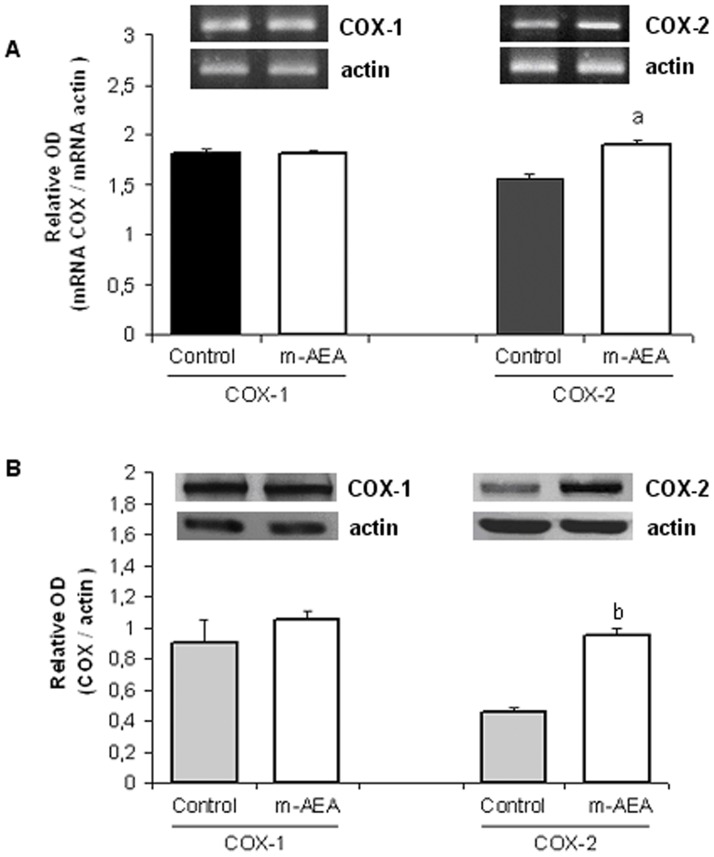 Effect of AEA on COX-2 expression. Densitometric analysis of A) mRNA and B) protein expression of COXs. Uterine explants were incubated without/with m-AEA (100 nM) for 24 h. Student t test. a, p<0.05 vs control; b, p<0.001 vs control. n = 4. One representative gel/blot is shown.
